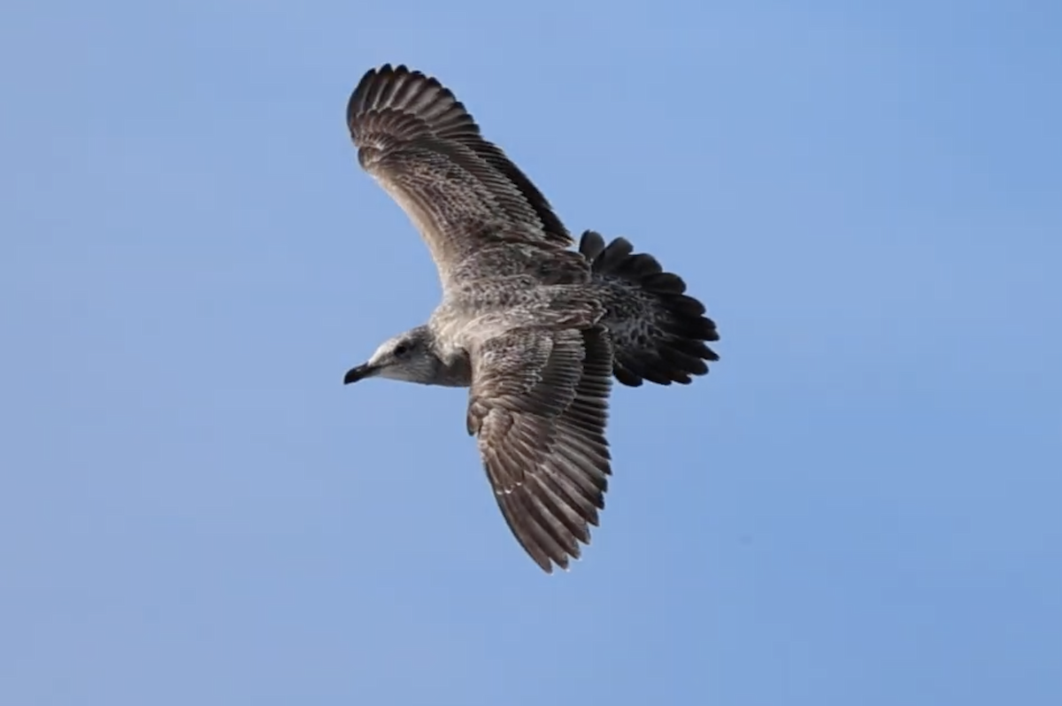 gull sp. - ML646553947