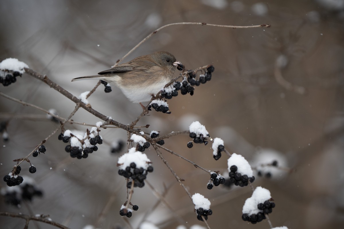 Dark-eyed Junco - ML646553948
