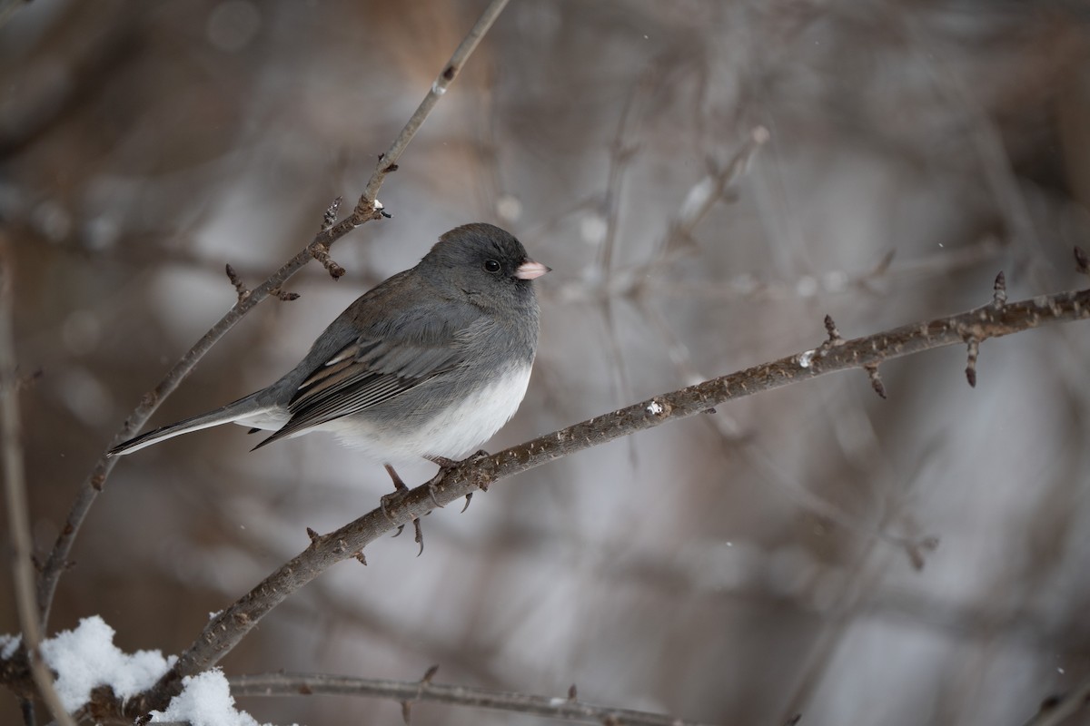 Dark-eyed Junco - ML646553949