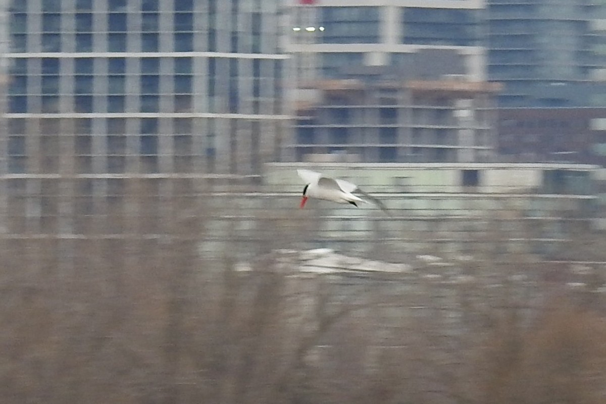 Caspian Tern - ML646553950