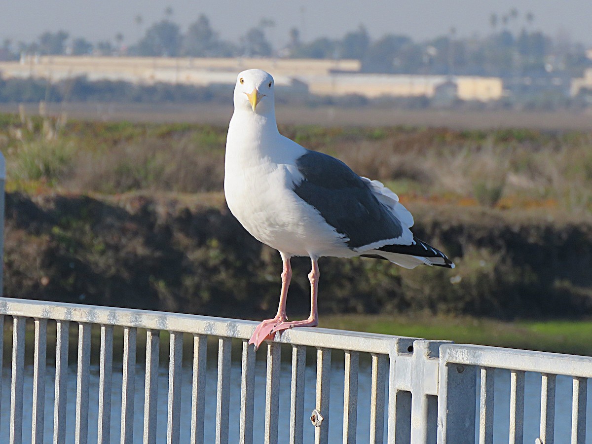 Western Gull - ML646553951