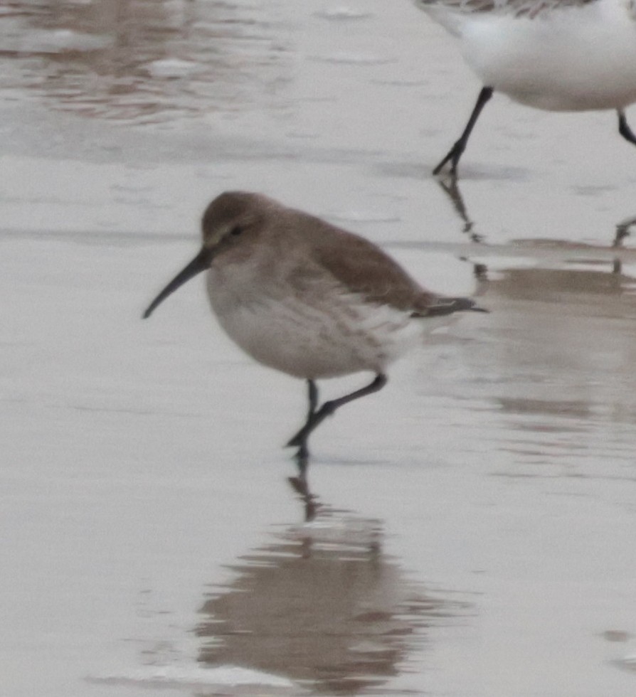 Dunlin - ML646553953