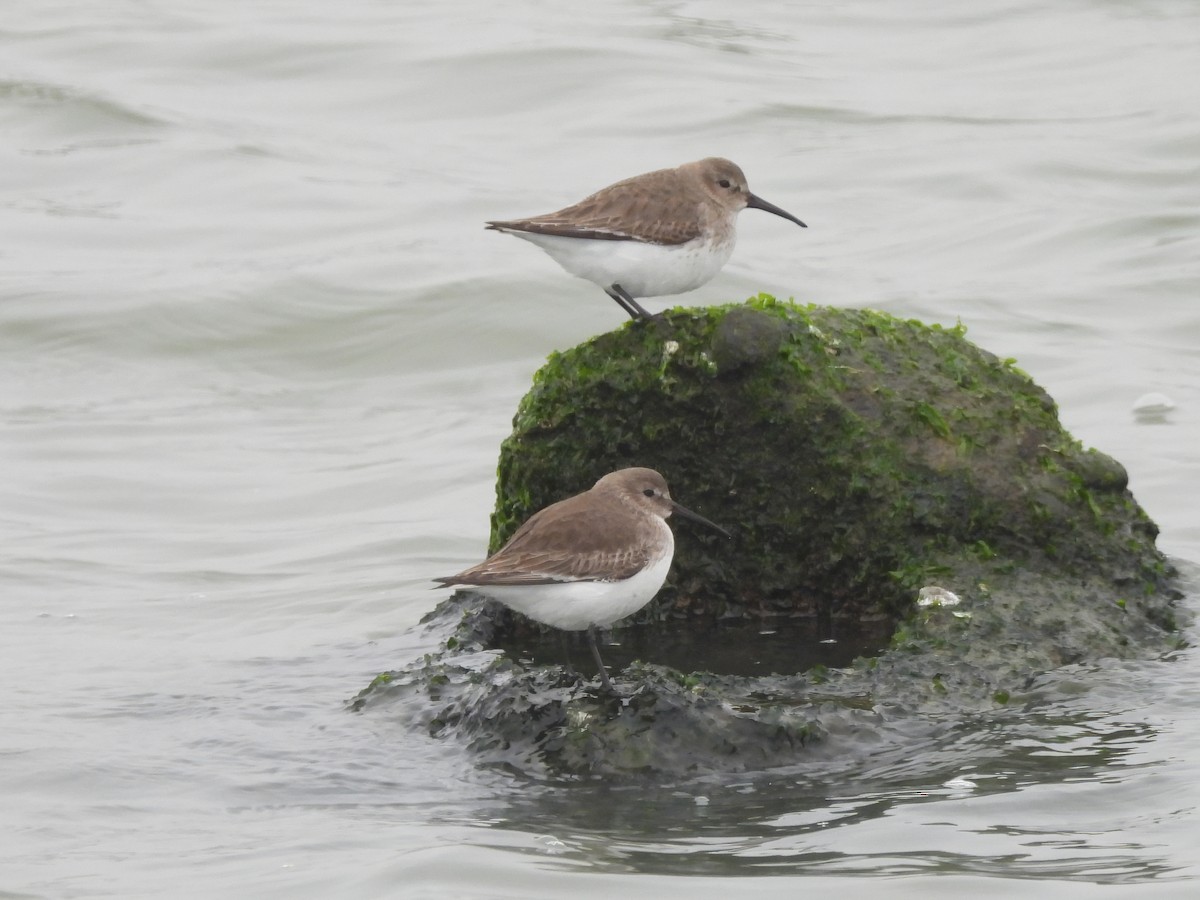 Dunlin - ML646553955