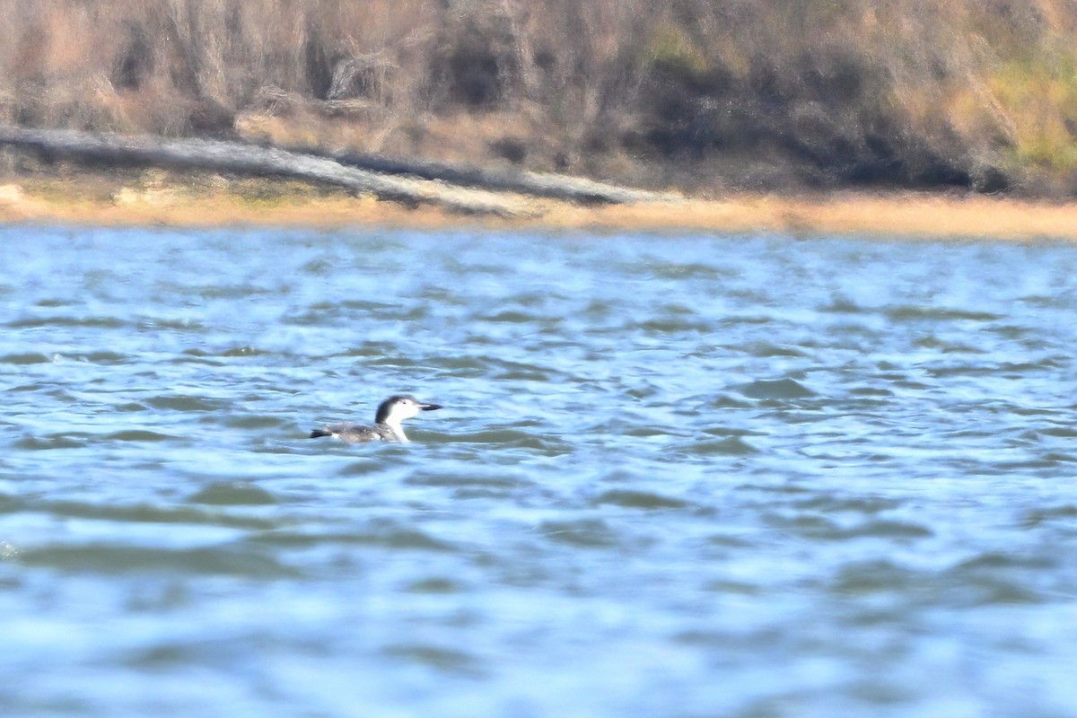 צוללן צפוני - ML646553961