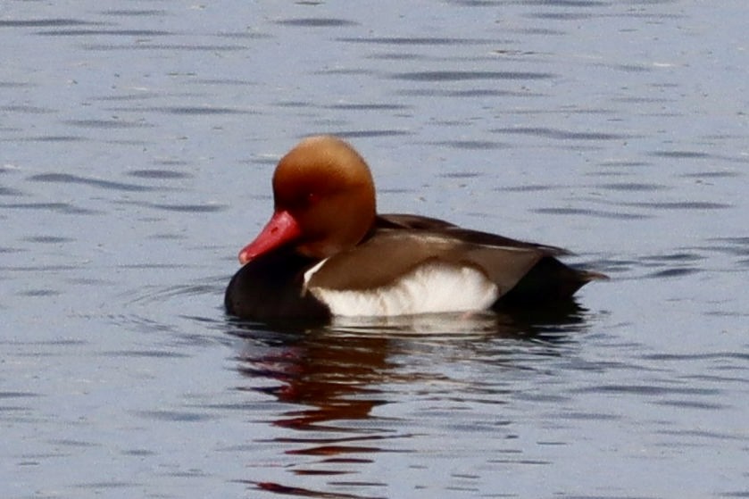 Red-crested Pochard - ML646553962