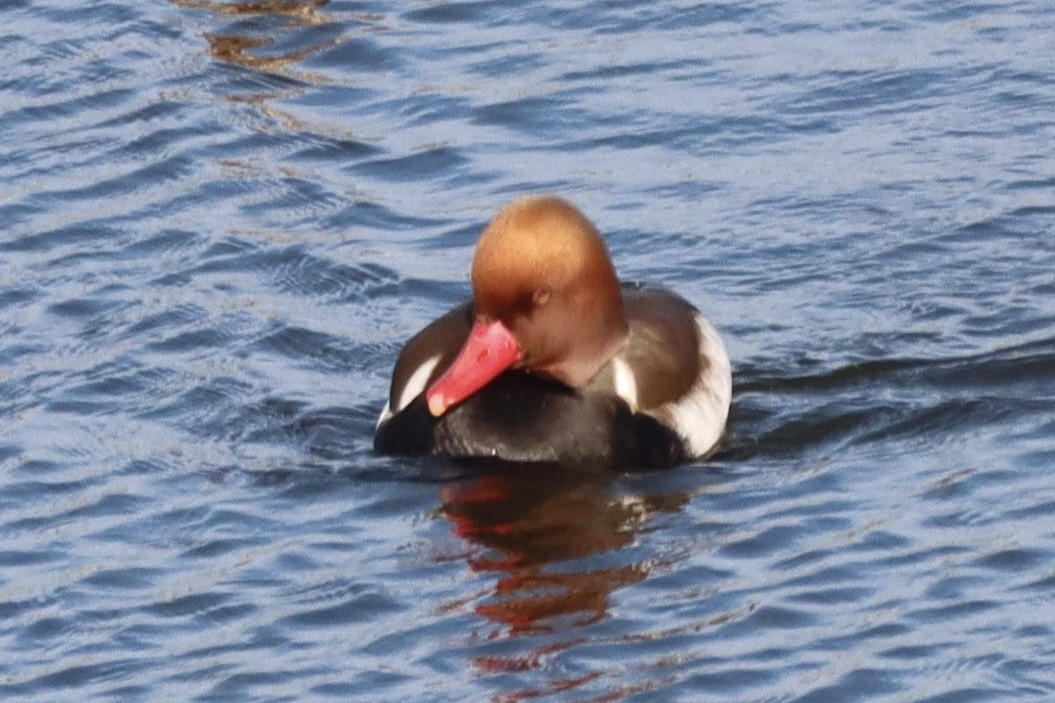 Red-crested Pochard - ML646553963
