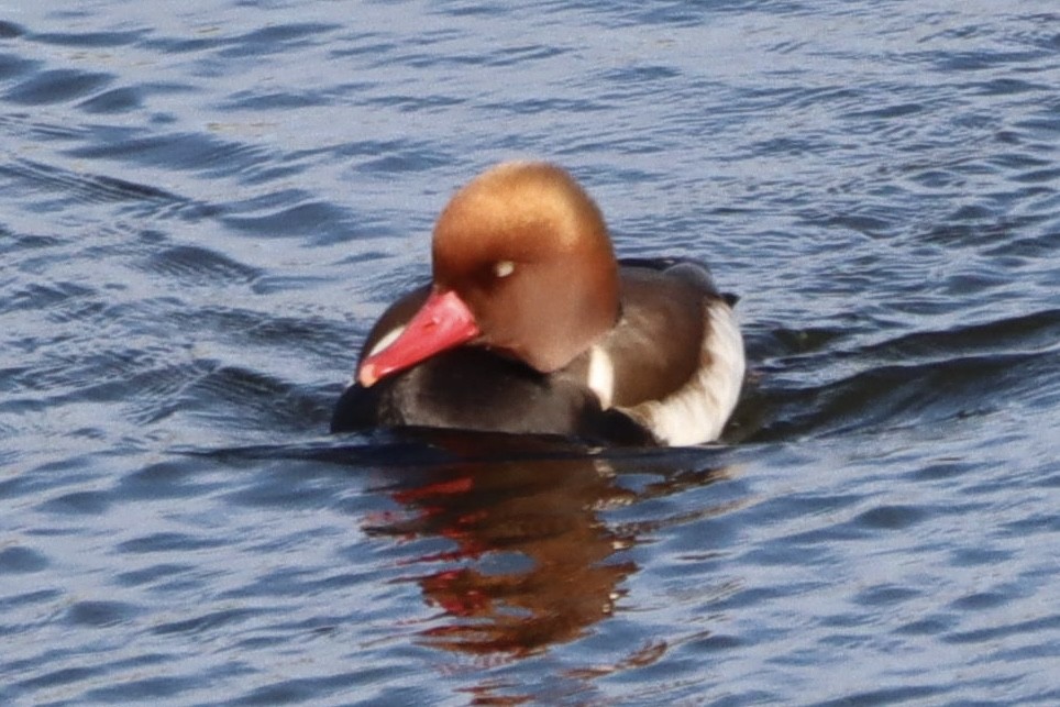 Red-crested Pochard - ML646553964