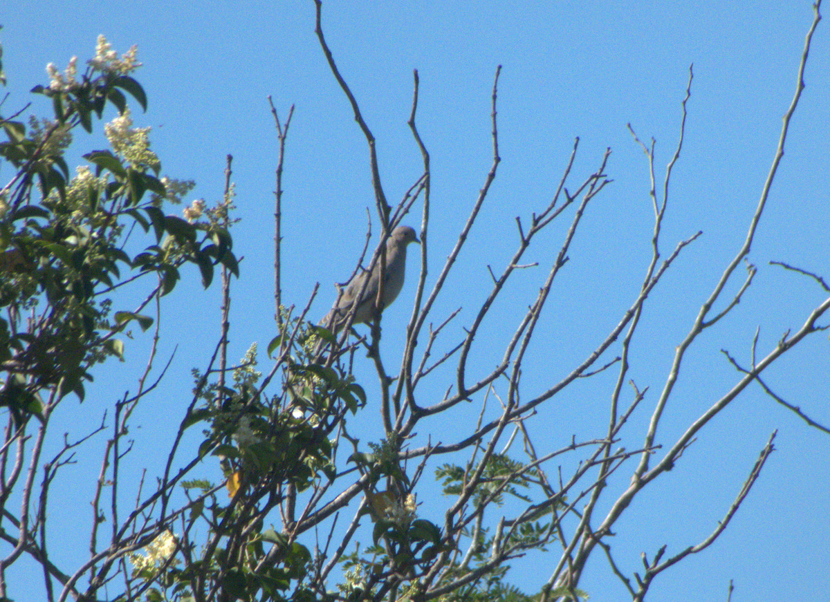 Eared Dove - ML646553966