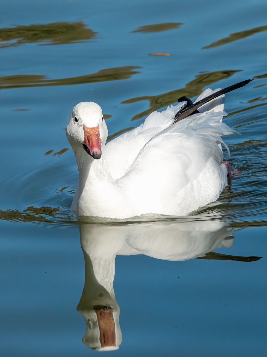 אווז שלג - ML646553988