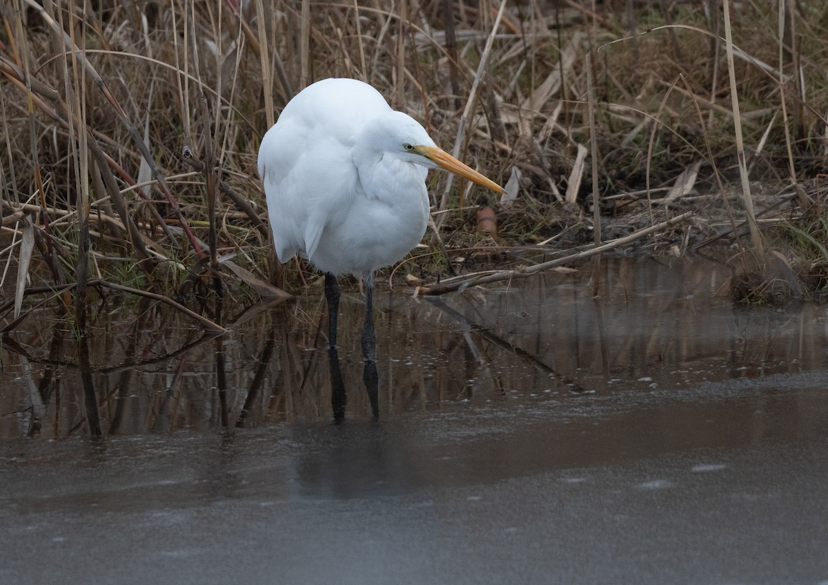 לבנית גדולה - ML646553989