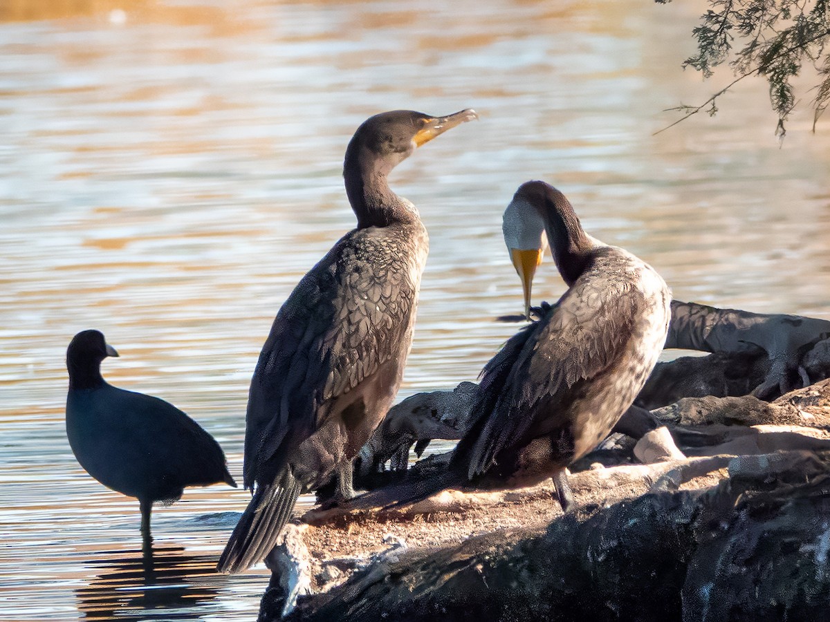 Double-crested/Neotropic Cormorant - ML646553990