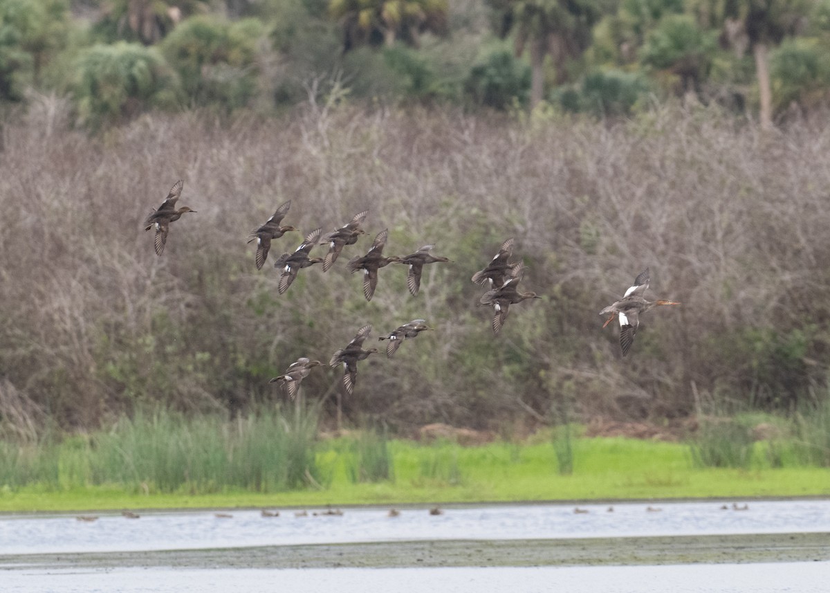 Serreta Capuchona - ML646553991