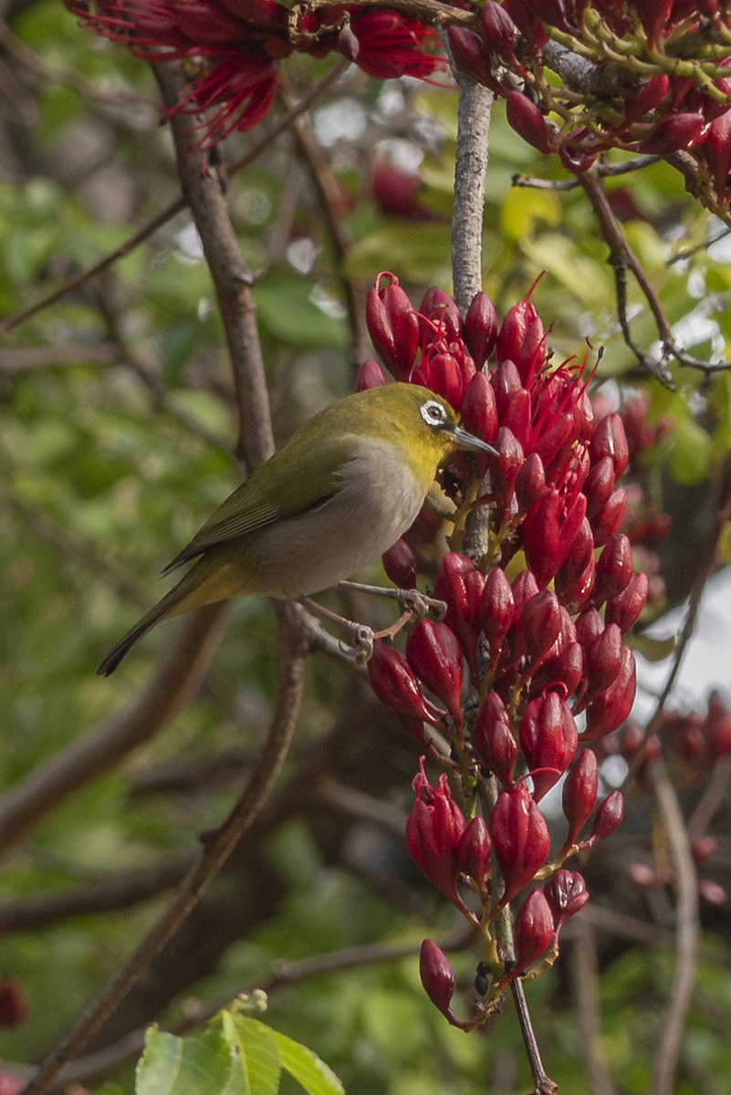 Cape White-eye - ML646553992