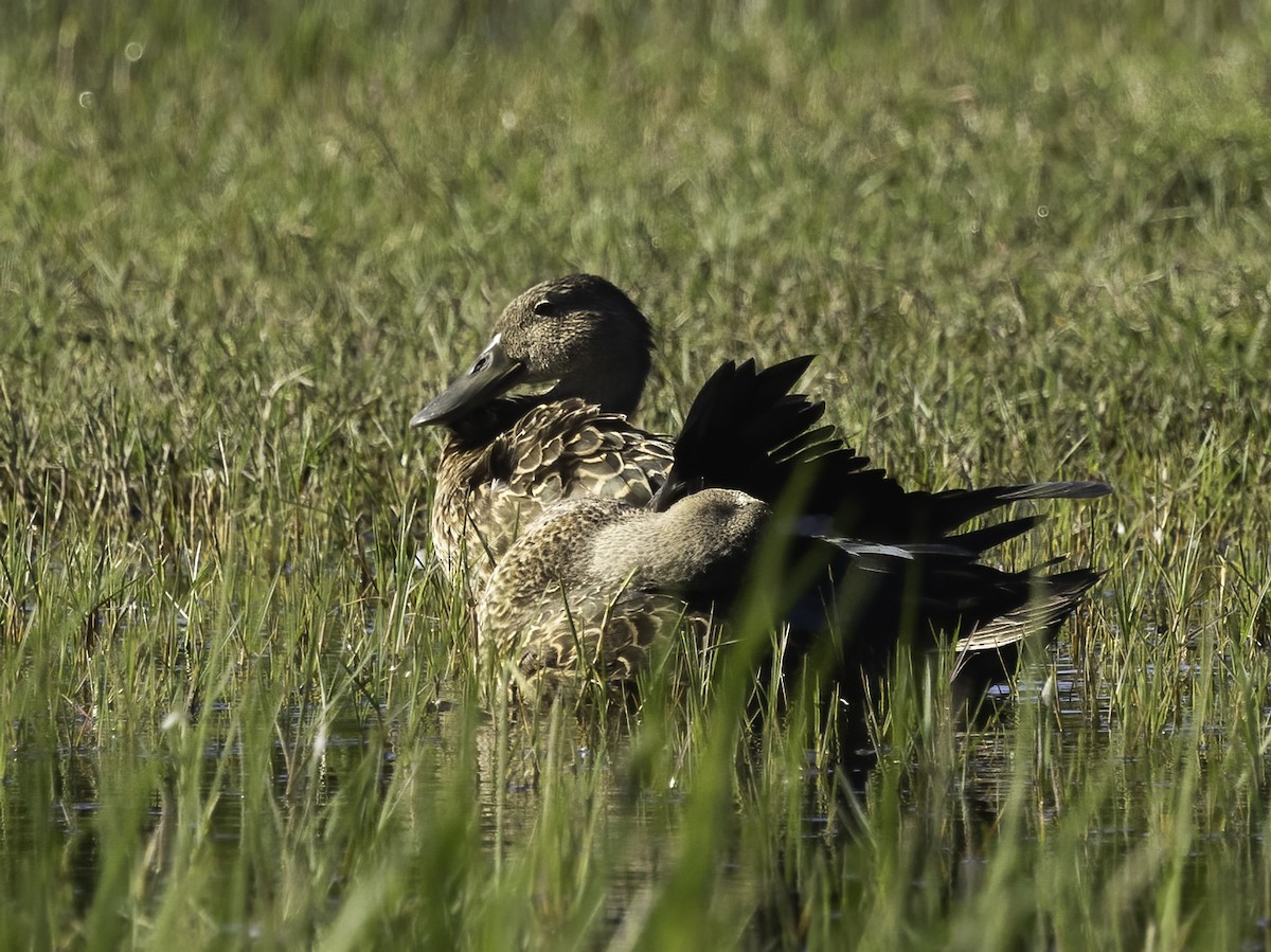 מרית הכף - ML646553993