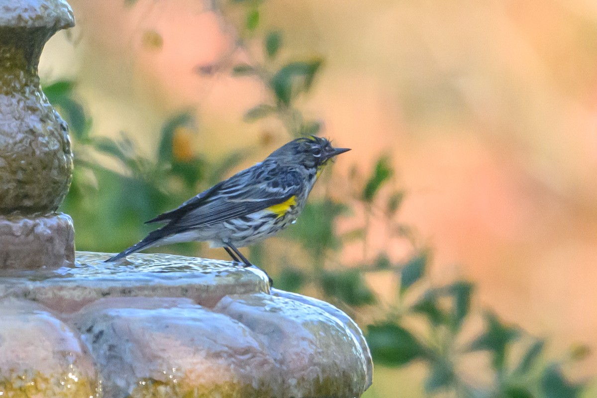 Yellow-rumped Warbler - ML646553994
