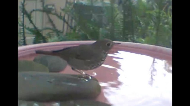 Hermit Thrush - ML646553995