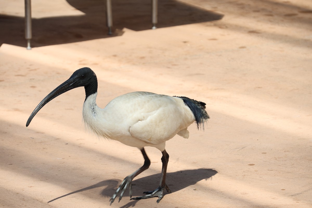 Australian Ibis - ML646553996