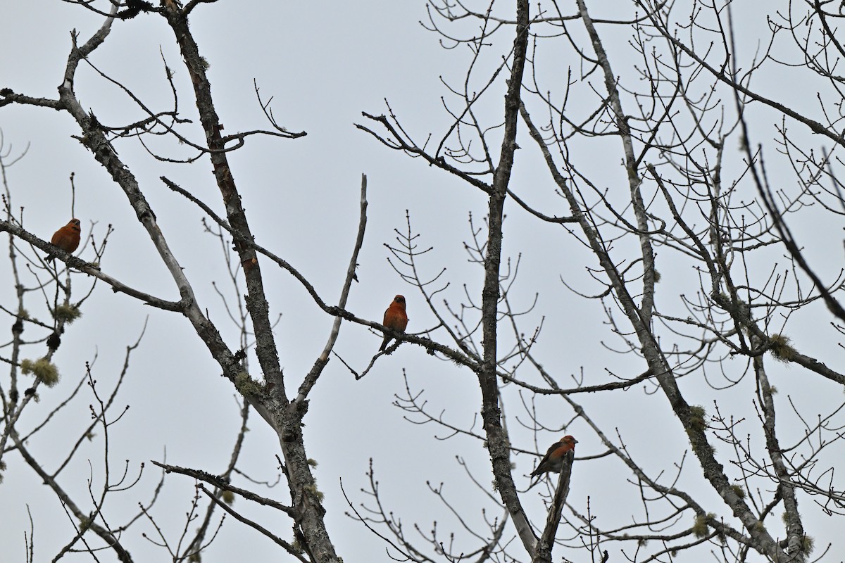 Red Crossbill - ML646553998