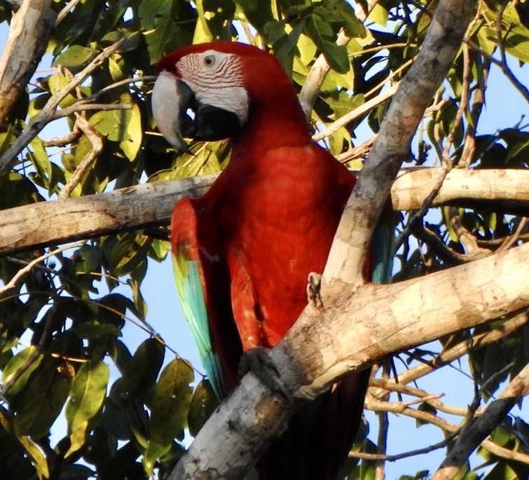 Grünflügelara - ML646554000