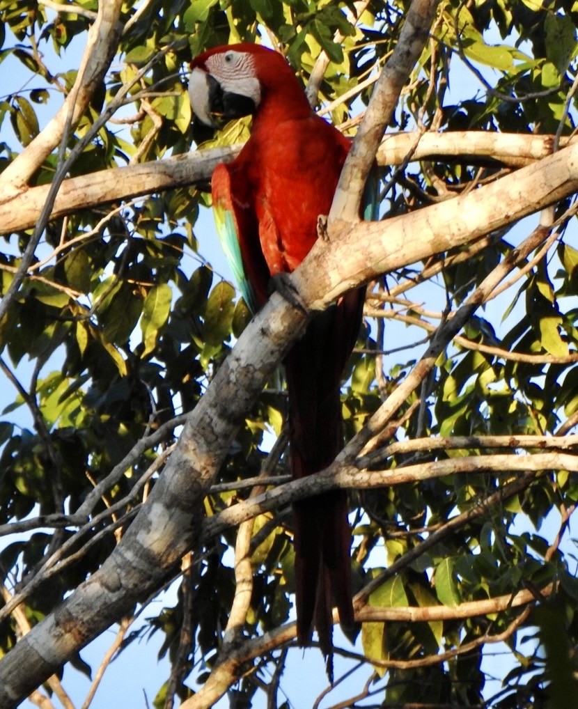 Grünflügelara - ML646554001