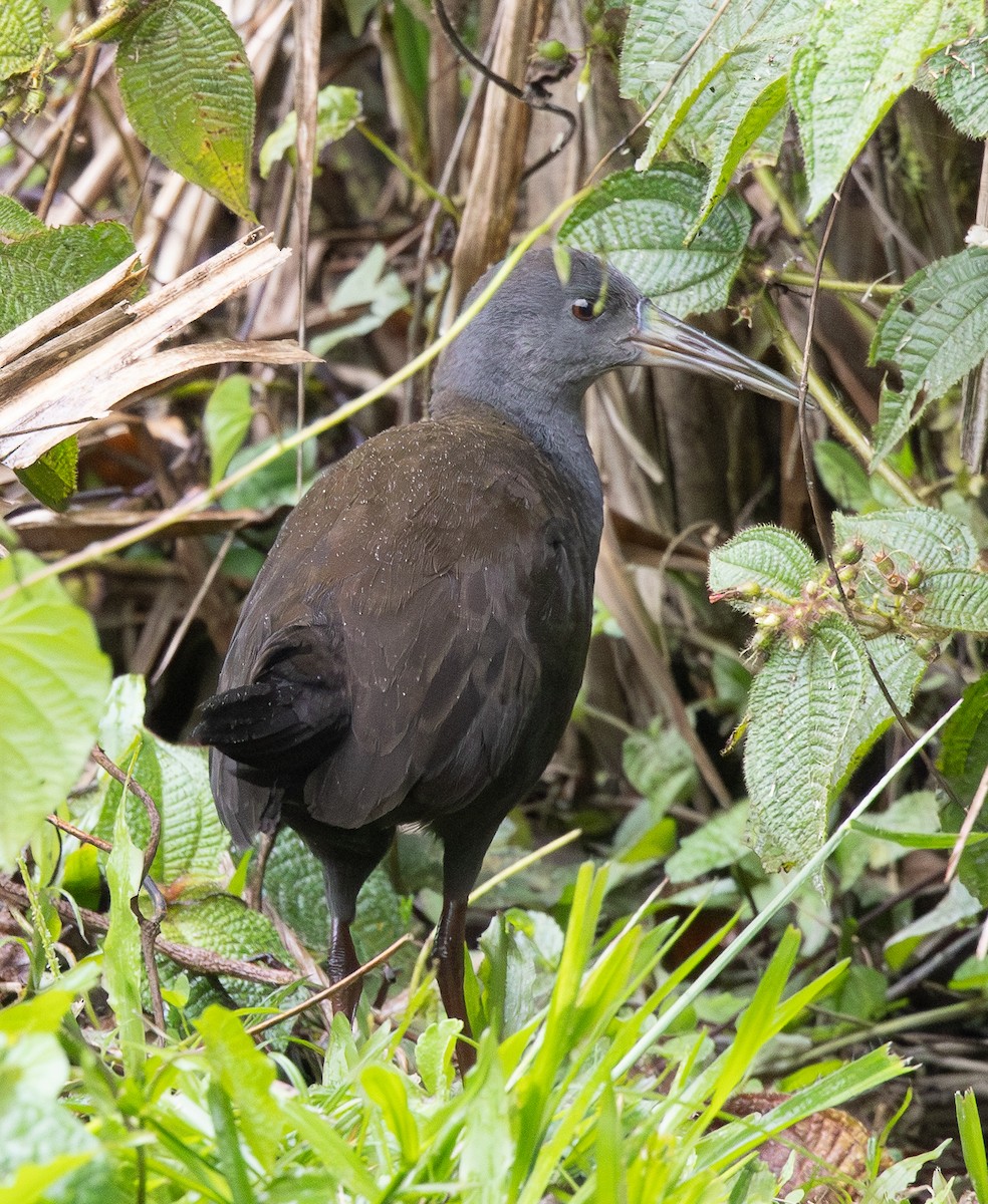Râle noirâtre - ML646554003