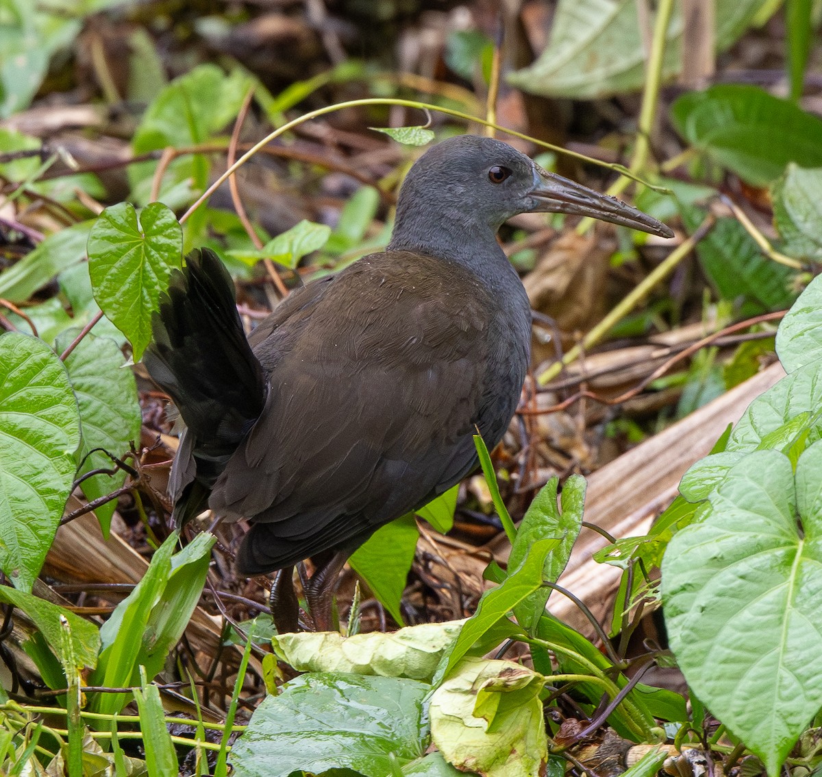 Râle noirâtre - ML646554004