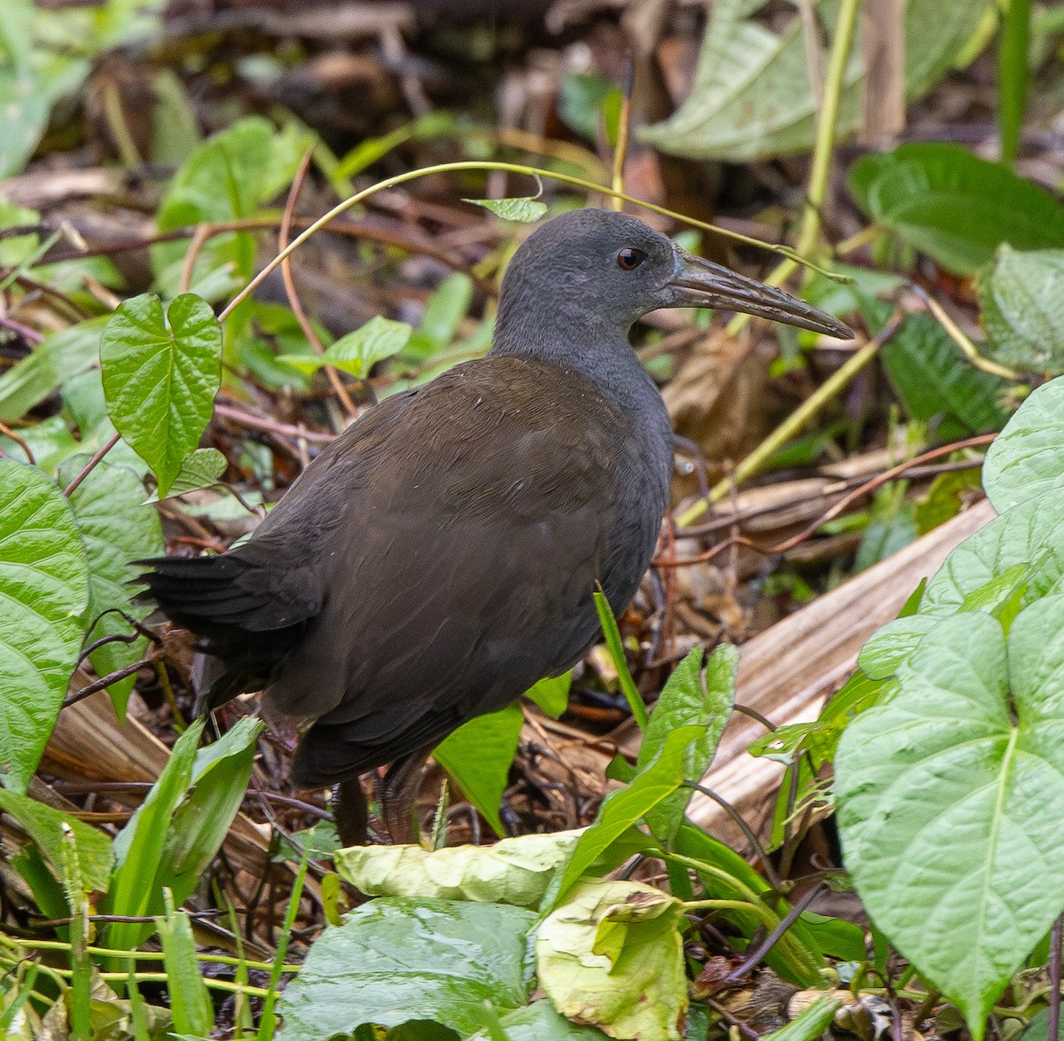 Râle noirâtre - ML646554005