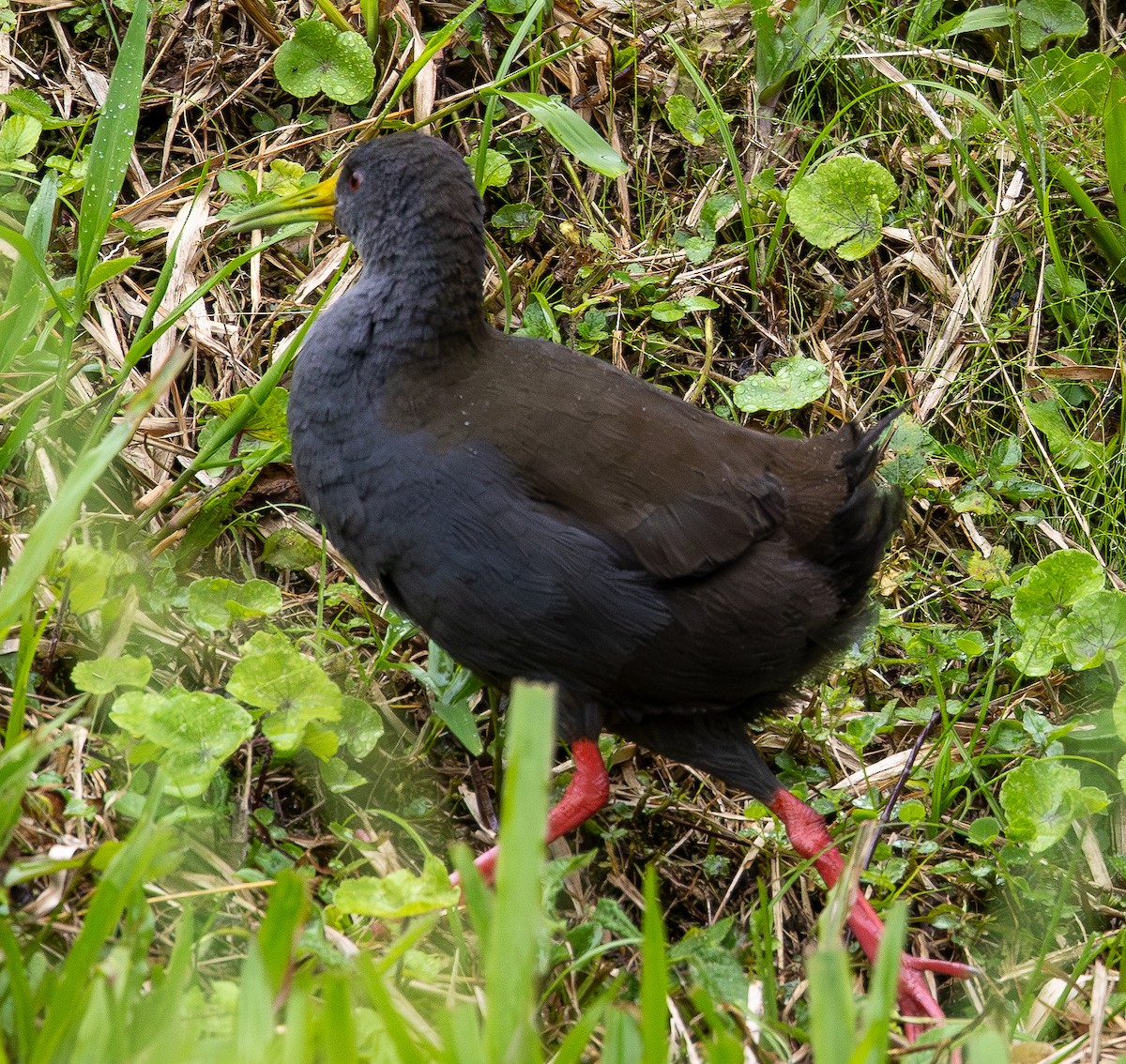 Râle noirâtre - ML646554006