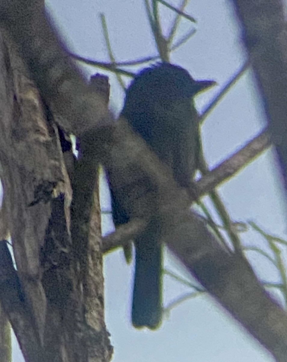 Rosensternbekarde - ML646554010