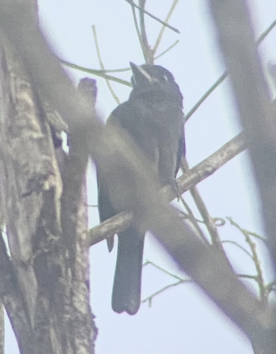 Rosensternbekarde - ML646554011