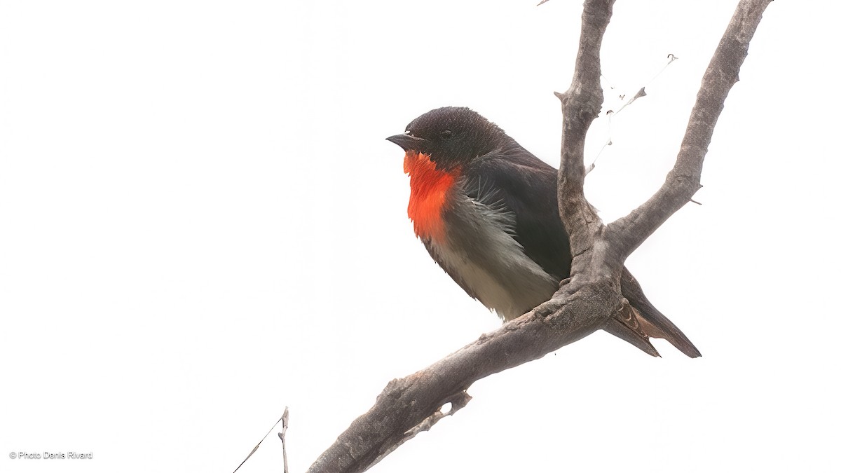 Rotsteiß-Mistelfresser - ML646554012