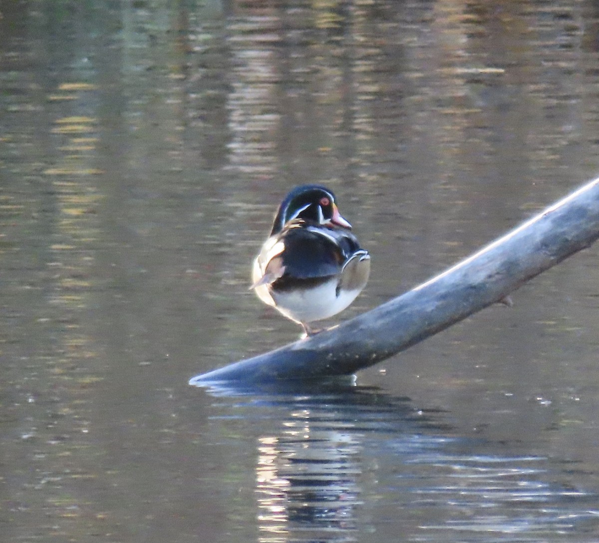 Brautente - ML646554014