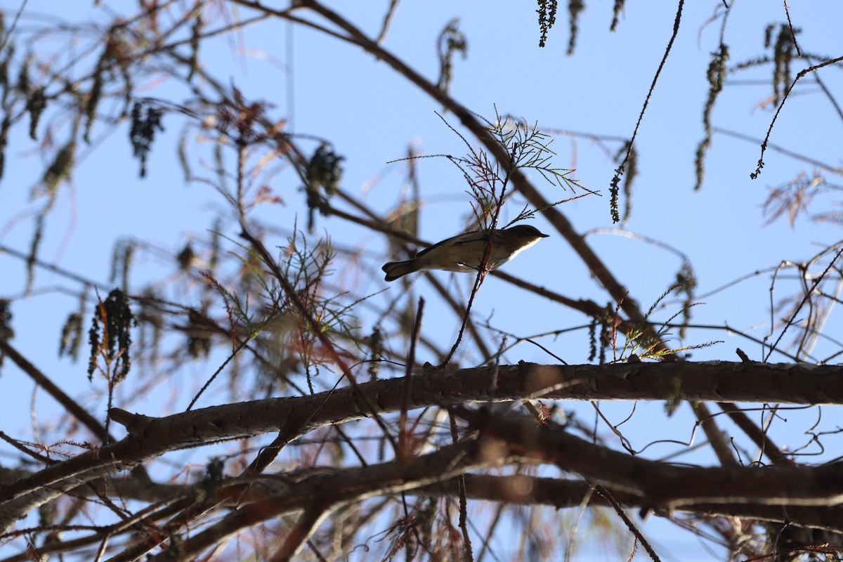 Kronenwaldsänger - ML646554015