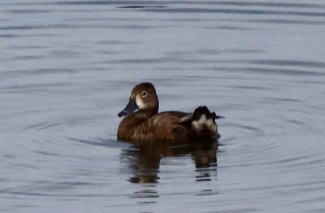 Ringschnabelente - ML646554016