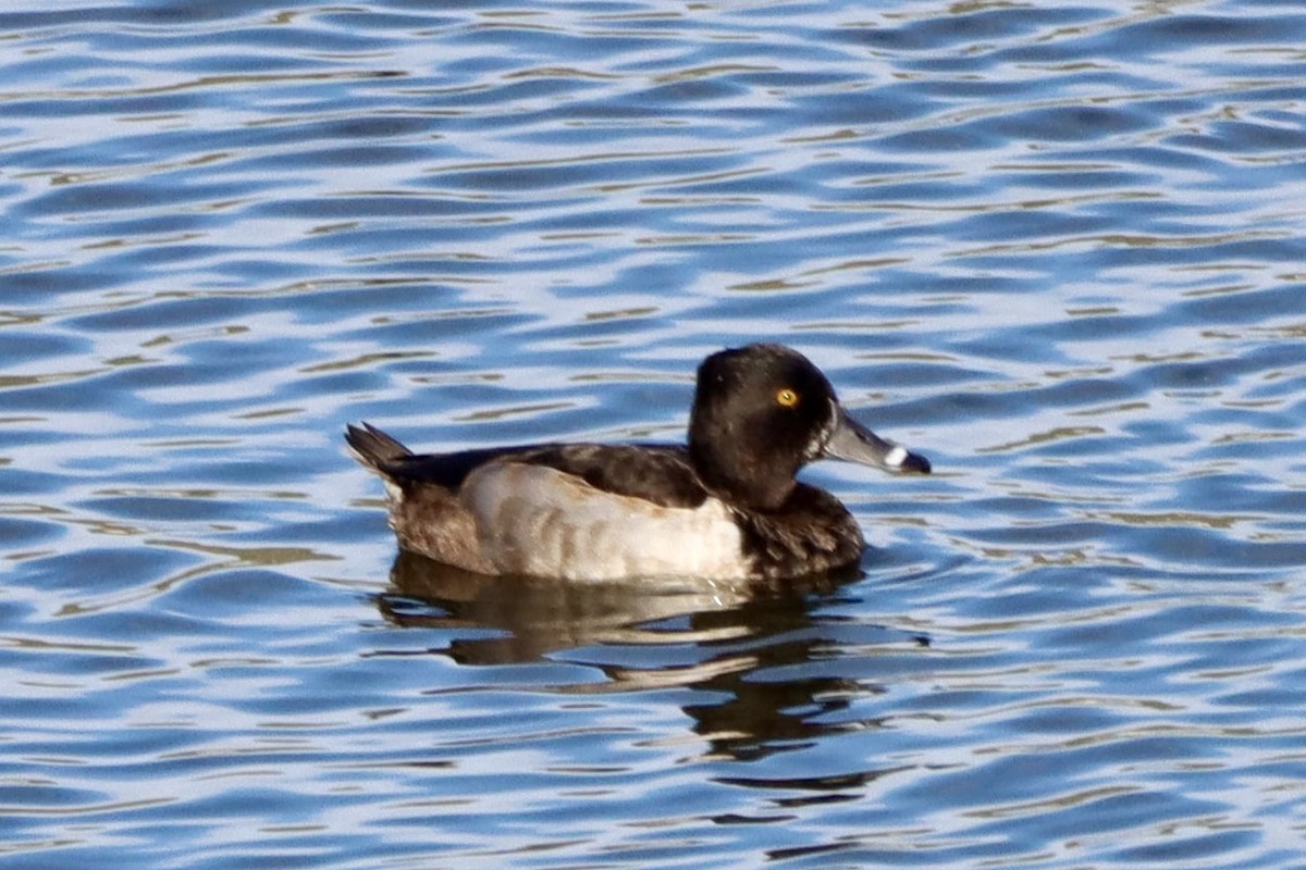 Ringschnabelente - ML646554017