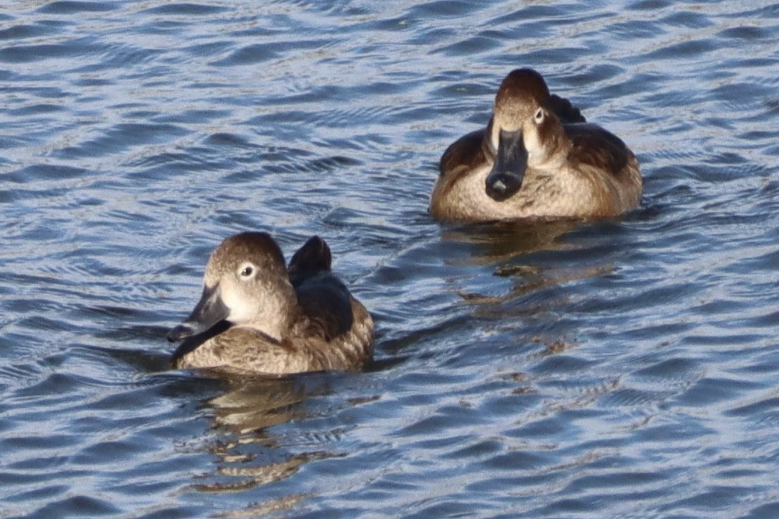 Ringschnabelente - ML646554018