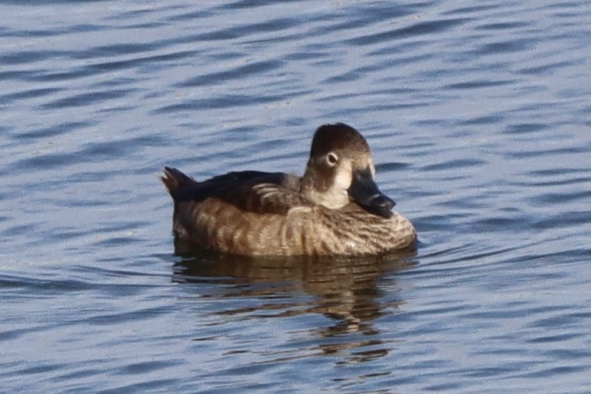 Ringschnabelente - ML646554019