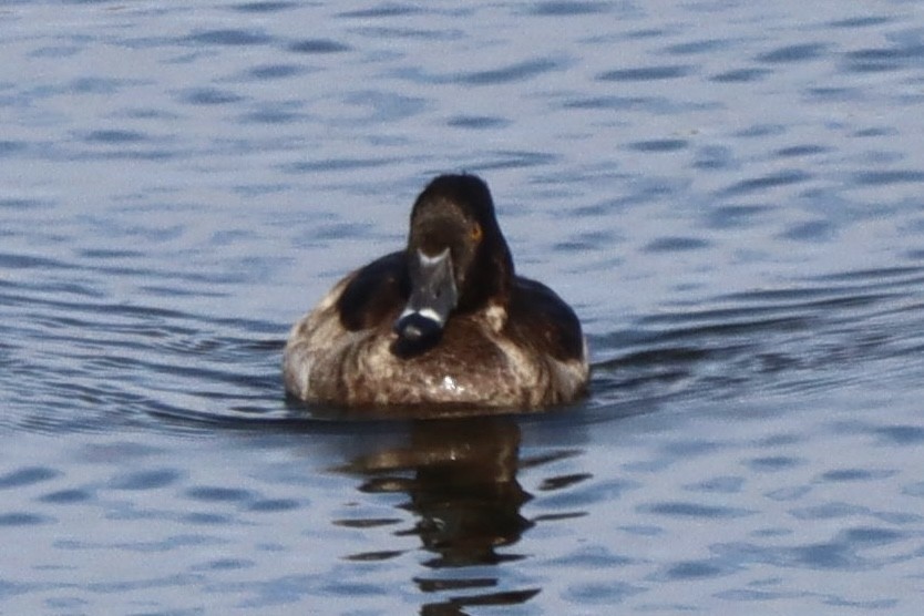 Ringschnabelente - ML646554020