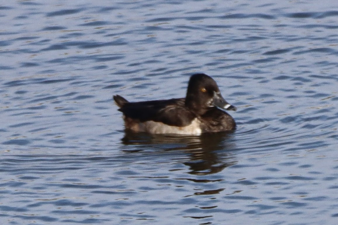 Ringschnabelente - ML646554021