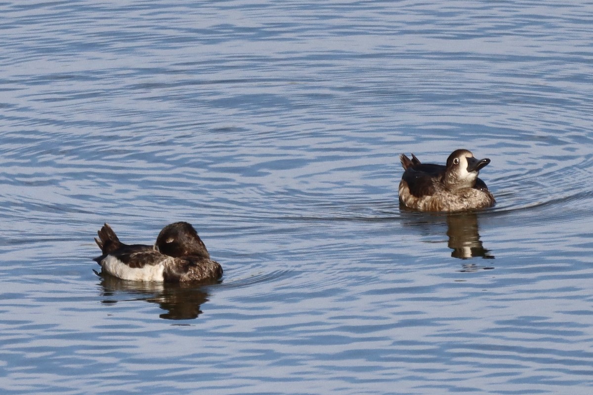 Ringschnabelente - ML646554022