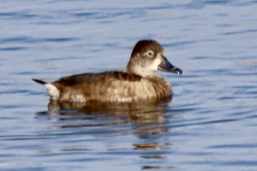 Ringschnabelente - ML646554023