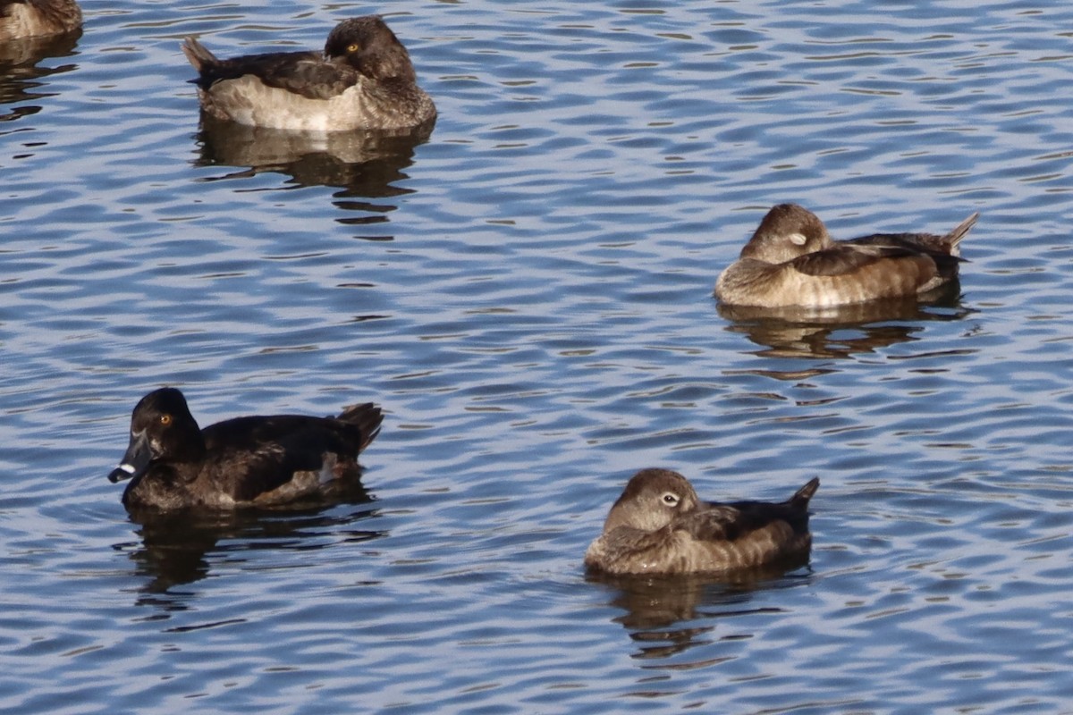 Ringschnabelente - ML646554024