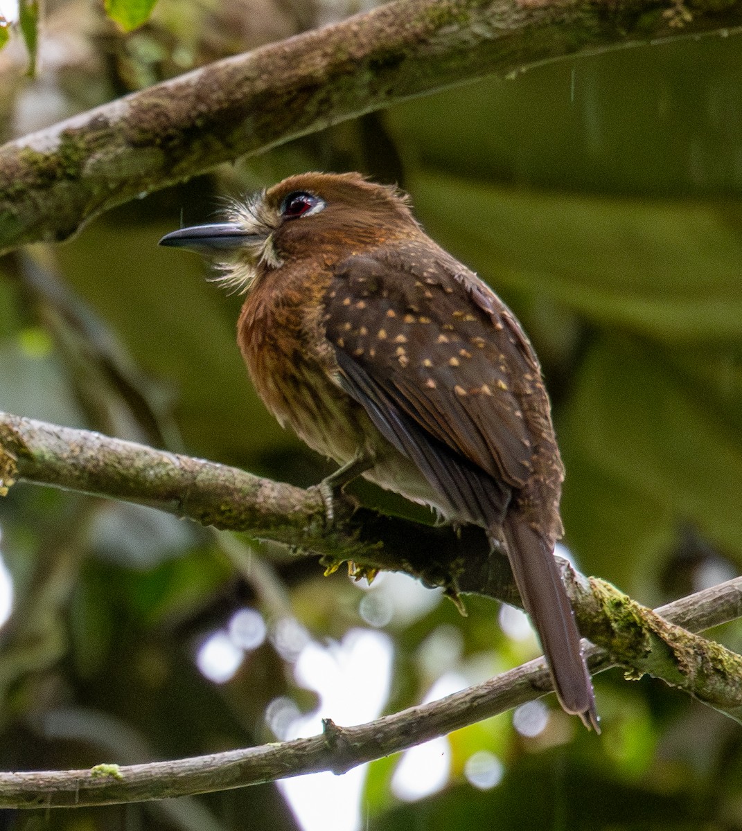 Schnurrbart-Faulvogel - ML646554025