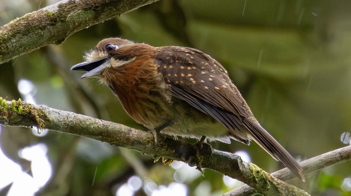 Schnurrbart-Faulvogel - ML646554026