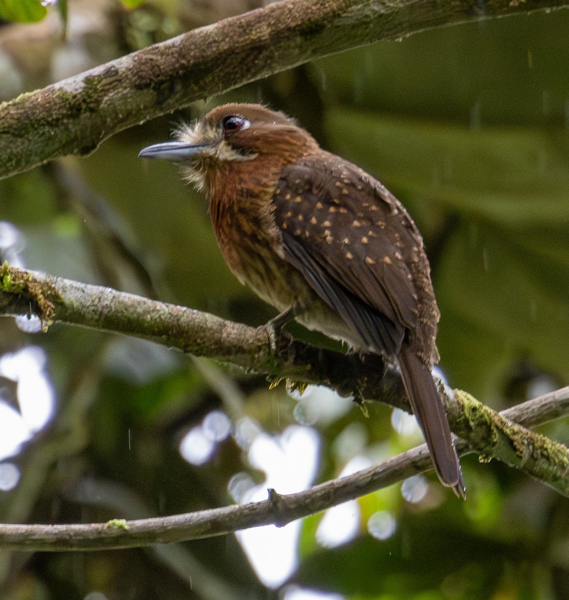 Schnurrbart-Faulvogel - ML646554027