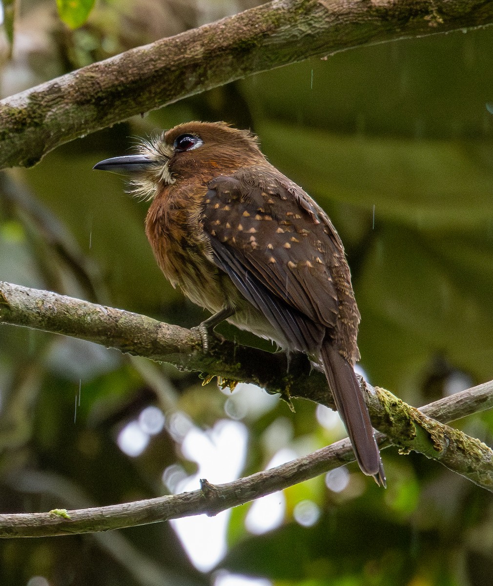 Schnurrbart-Faulvogel - ML646554028