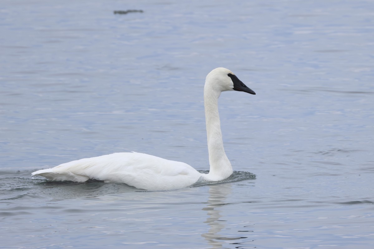 Trompeterschwan - ML646554029