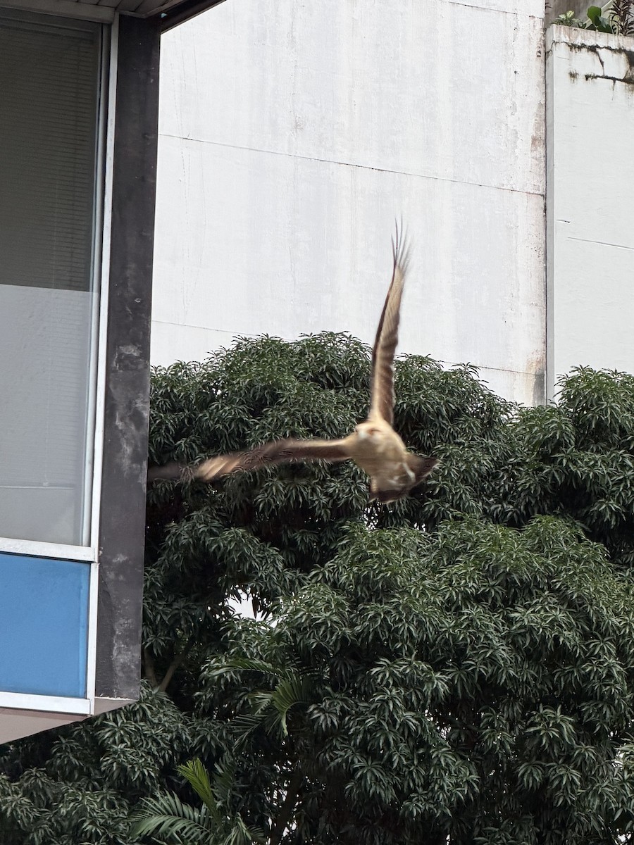 Gelbkopfkarakara - ML646554031