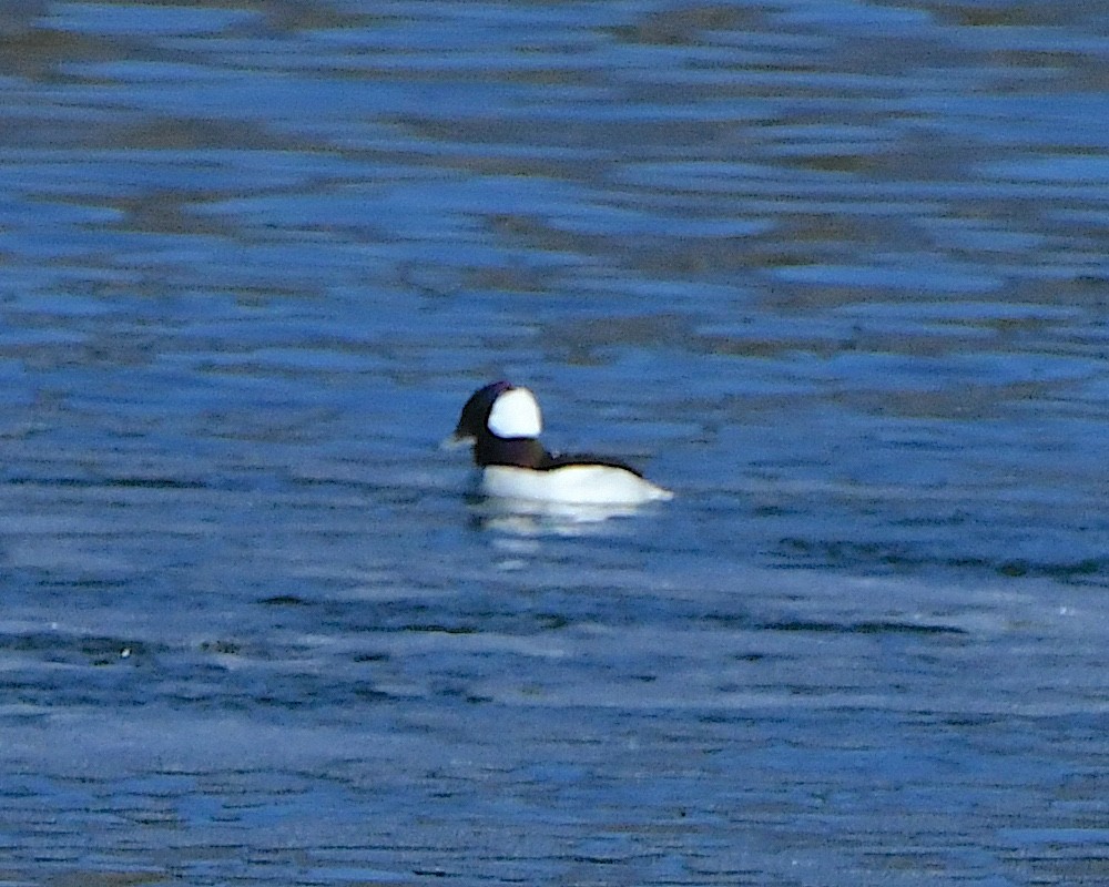 Büffelkopfente - ML646554032