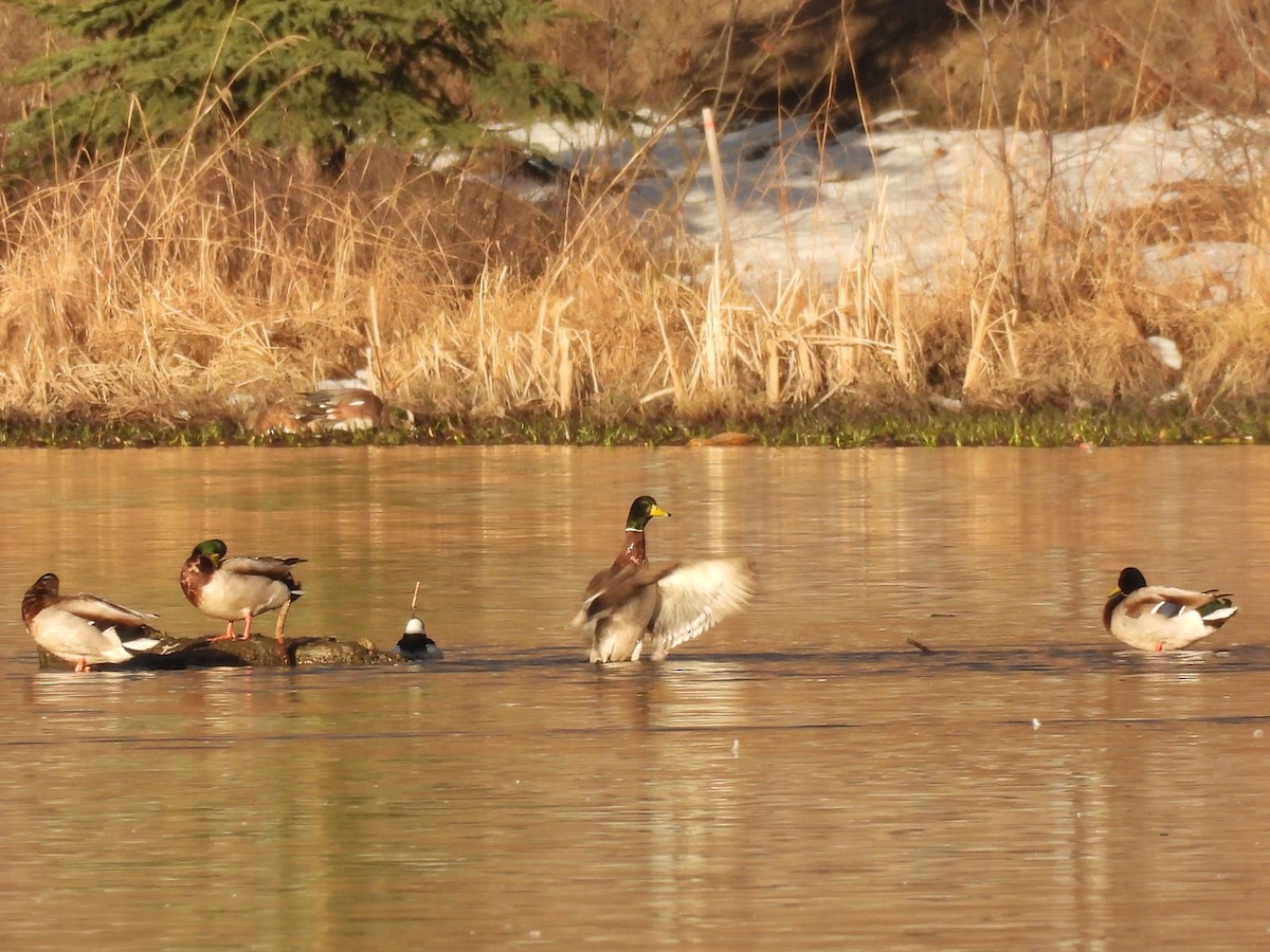 Stockente - ML646554033